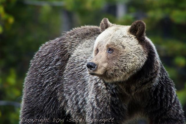 Female Grizzly Bear living near Lake Louise